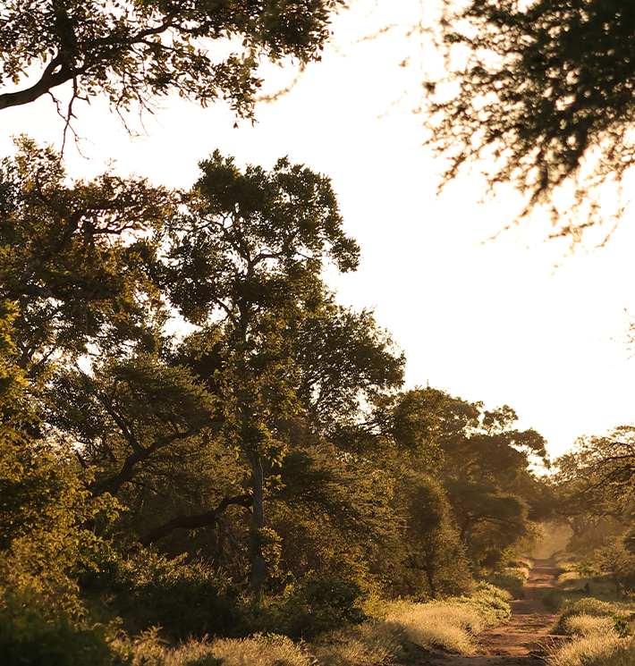 Floresta — Kruger National Park