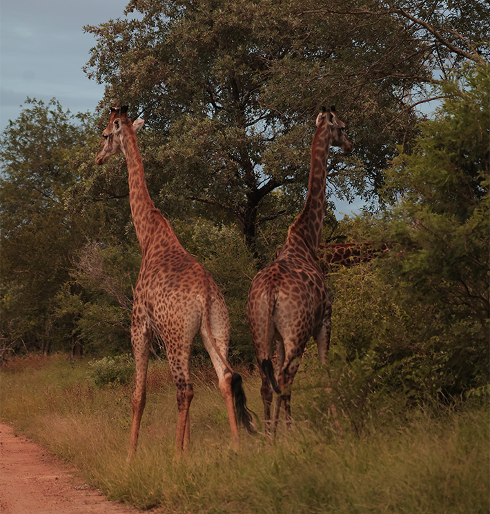 Girafa — savana africana